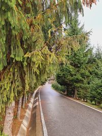 Empty road amidst trees against sky