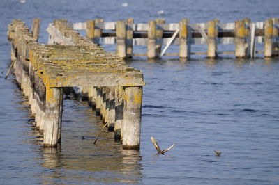 Seagulls on sea