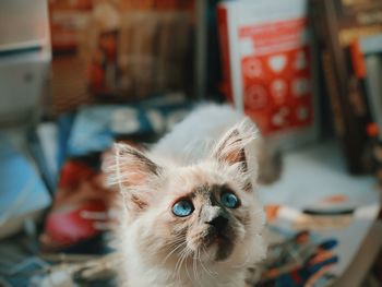 High angle view of cat looking up while at home