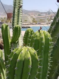 Close-up of prickly pear cactus