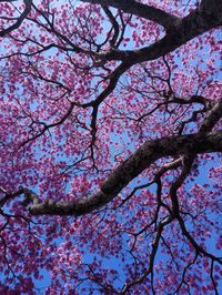 Low angle view of cherry blossoms against sky