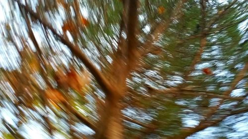 Low angle view of trees in forest