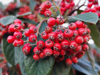 Close-up of red berries growing on plant