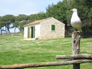 Seagull perching on wooden post in field