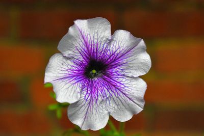 Close-up of purple flowering plant