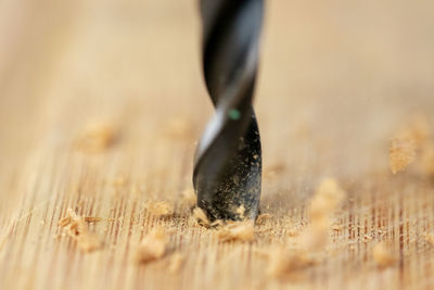 Close-up of lizard on wood