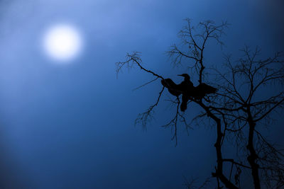 Low angle view of silhouette bare tree against blue sky