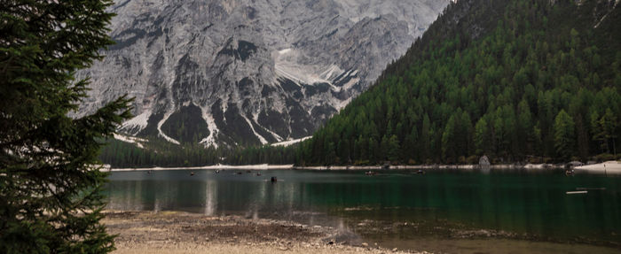 Scenic view of lake in forest