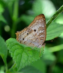 Close-up of butterfly on plant