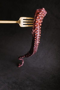 Uncooked rounded pink tentacle of tasty octopus on golden fork against clear gray background in light kitchen during cooking process