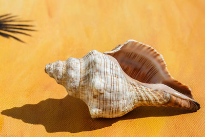 Close-up of seashell on table
