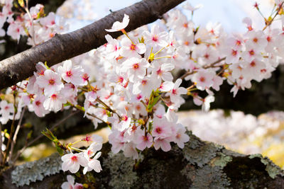 Close-up of pink cherry blossoms