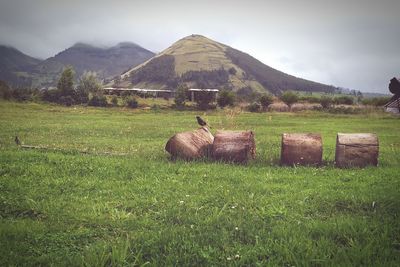 Hay bales in a field