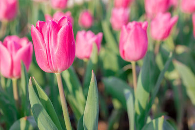 Beautiful tulips in flower garden on black and white in different color concept.