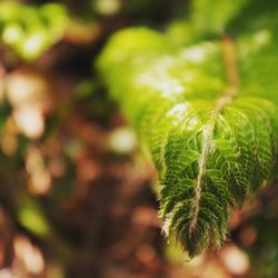 Close-up of fern