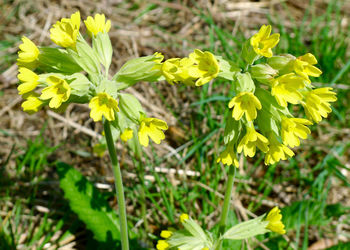 Close-up of yellow flowers blooming on field