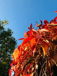 Low angle view of red flowering plant against sky