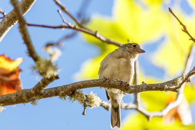 Low angle view of bird perching on tree against sky