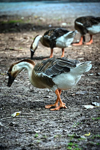 Close-up of duck