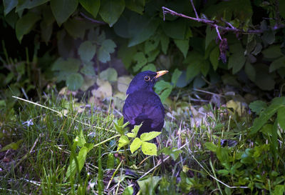 Bird perching on a plant