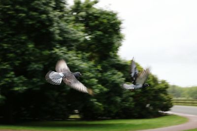 Bird flying against trees