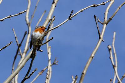 Low angle view of bird perching on branch against sky