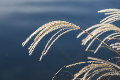 Close-up of plant against blue sky