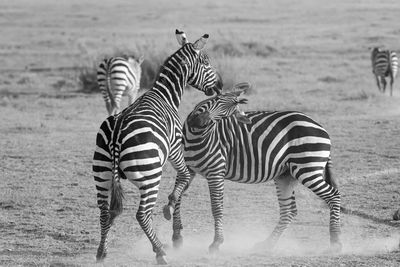 Zebras fighting 