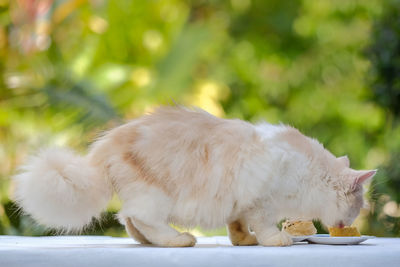 Side view of a cat looking away