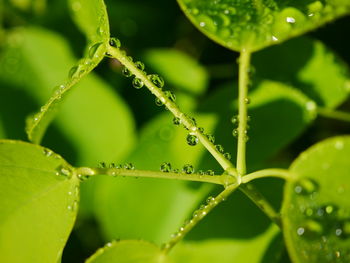 Close-up of raindrops on green leaves