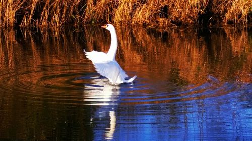 Birds flying over lake