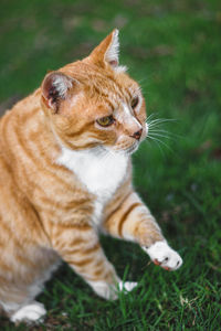 Cat looking away on field