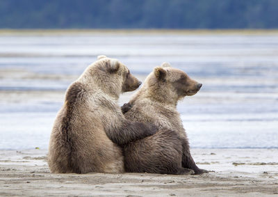 Two cute bear cubs