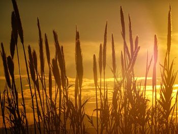 Close-up of stalks in field against sunset sky