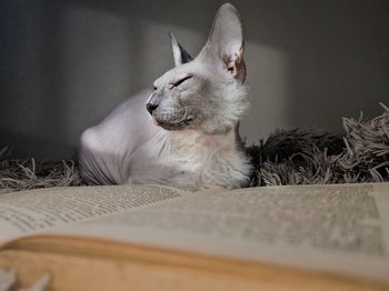 Close-up of dog lying on bed