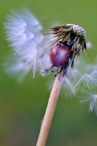 Close-up of butterfly pollinating on flower