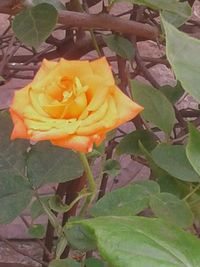 Close-up of rose blooming outdoors