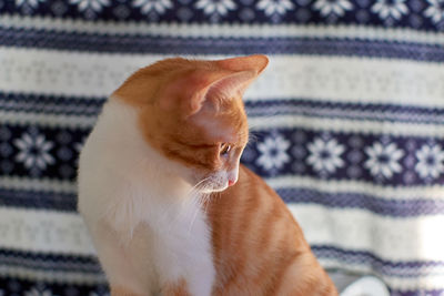 Close-up of a cat looking away