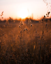 Close-up of plants growing on field against sky during sunset