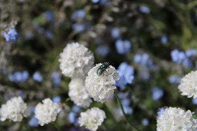 Close-up of honey bee on white flower