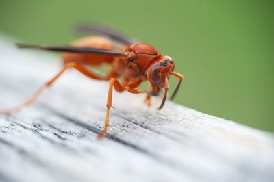 Close-up of insect on wood