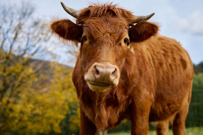 Close-up of cow standing on field