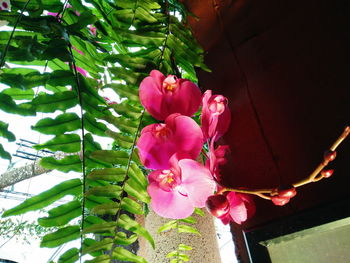 Low angle view of pink flowers blooming in park