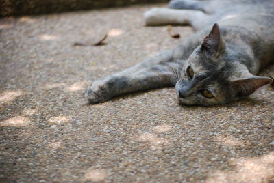 Close-up of cat sleeping