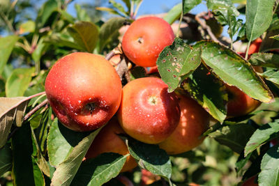 Close-up of strawberries on tree