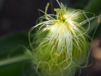 Close-up of flowering plant