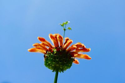 Low angle view of orange flower against blue sky