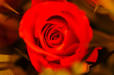 Close-up of red rose