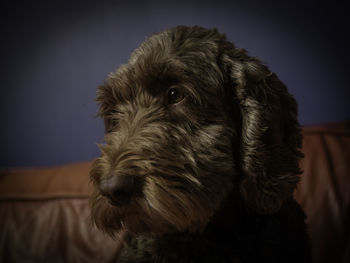 Close-up of dog looking away