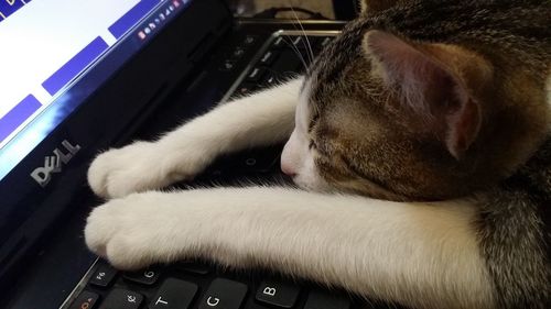 Close-up of a cat lying down at home